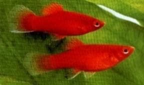 Red Platy