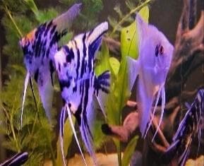 Mixed Angels