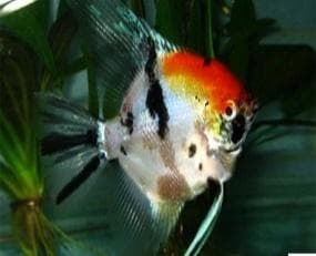 Tricolor Angels