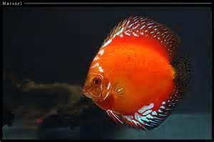 Marlboro Red Discus