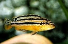 Yellow Auratus