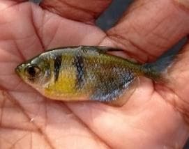 Yellow Glow Tetra / Color Tetra