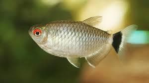 Red Eye Glass Tetra
