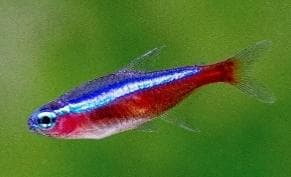 Cardinal Tetra