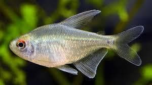 Diamond Tetra