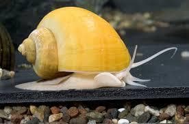 Yellow Apple Snail