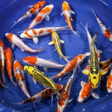 Koi/Carp  Mixed