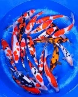 Koi / Carp  ( GRADE A )