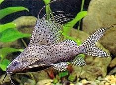 Featherpin Catfish