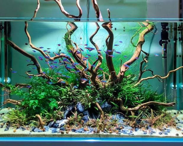 Aquatic Plants