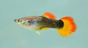 Micariff Tuxedo Guppy (Male)