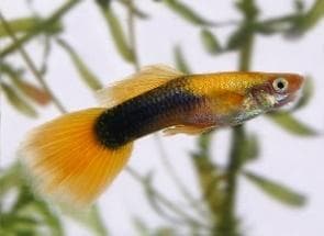 Golden Tuxedo Guppy (Male)