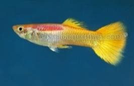 Micariff Yellow Guppy (Male)