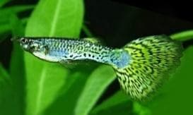 Green Cobra Guppy (Male)