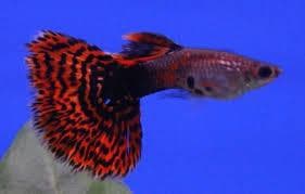 Blue/Red Variegated Guppy (Male)