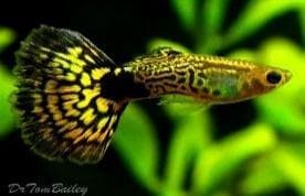 Variegated Cobra Guppy (Male)