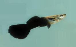 Blacktail Guppy (Male)