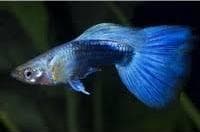 Neon Blue Guppy (Male)