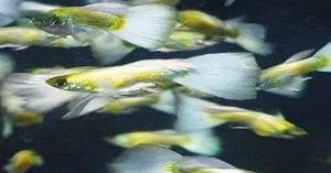 Luminious White Guppy ( Male )
