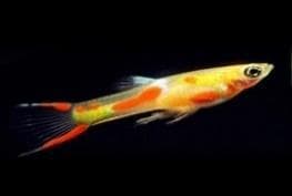 Calico Blond Endler's Guppy (Male)