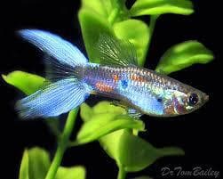 Lyretail Guppy (Male)