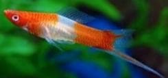 Kohaku Swordtail
