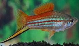 Neon Swordtail