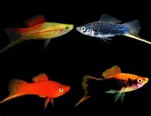 Mixed Swordtail
