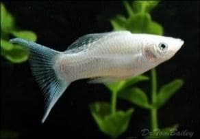 White Molly