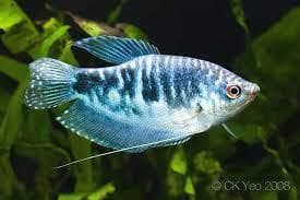Opaline Gourami