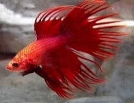 Siamese fighters - Crown Tail (Male)