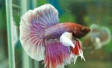 Siamese fighters - Elephant Ear (Male)