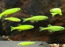 Green Zebra Danio