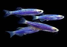 Blue Zebra Danio