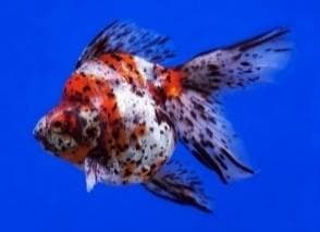 Calico Gold Fish