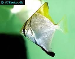 Monodactylus argenteus - Mono