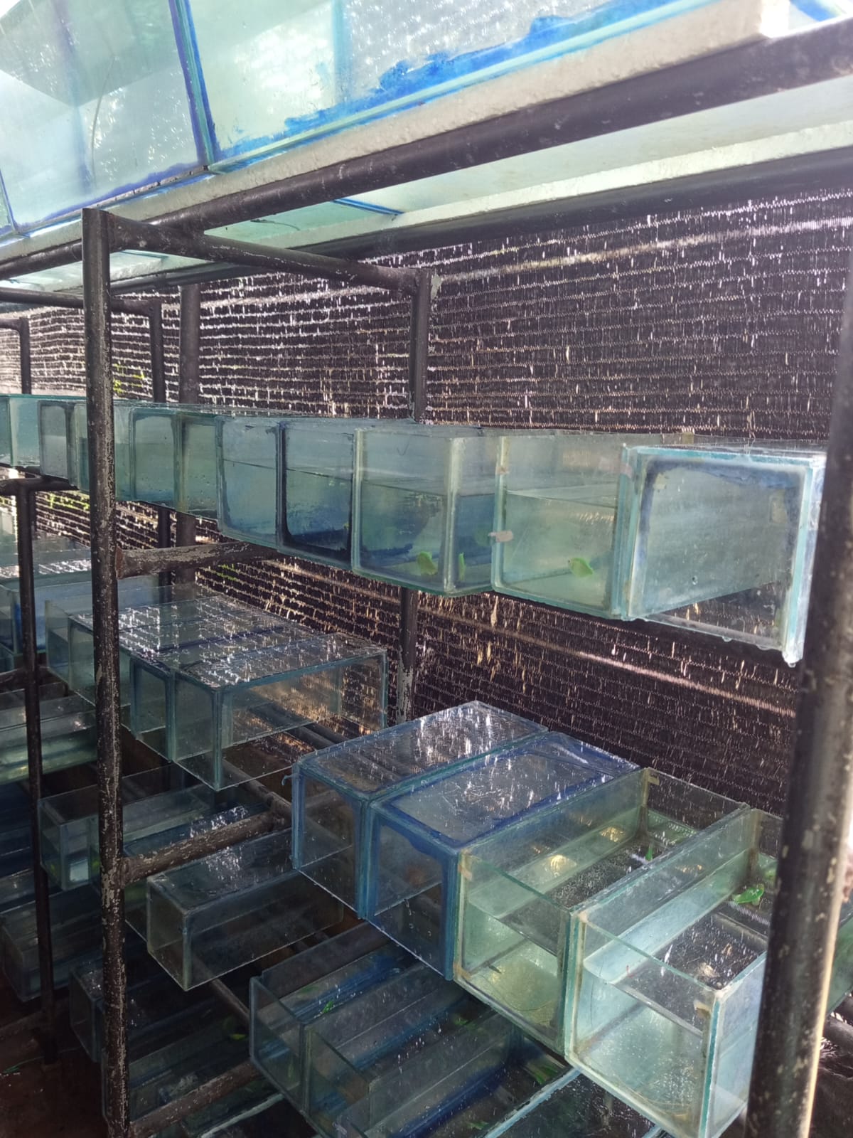 Breeding Section view 2