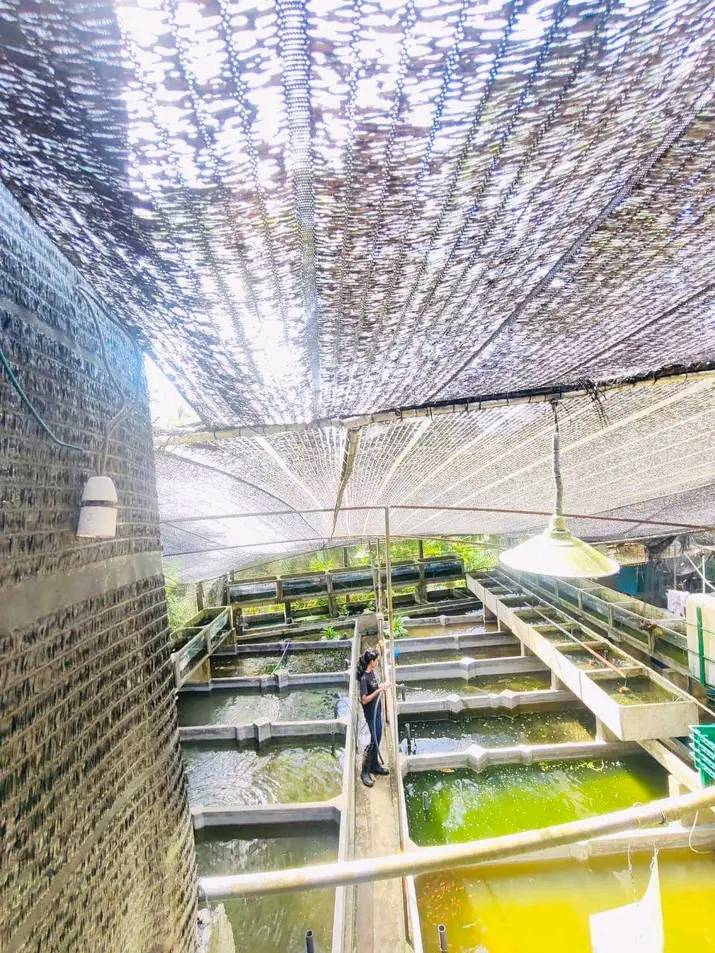 Nursery Rearing