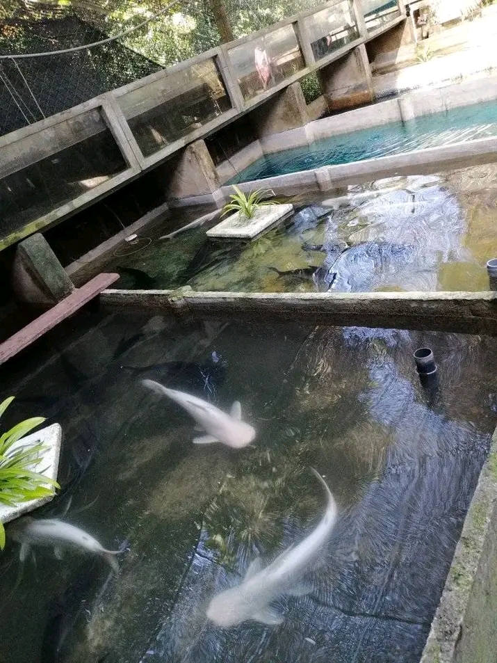 Broodstock Pool